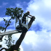 Tree Felling