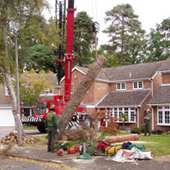 Tree Felling